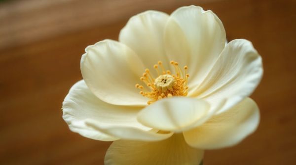 Pourquoi opter pour des fleurs de CBD bio et leurs effets surprenants